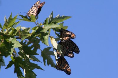 Monarchs