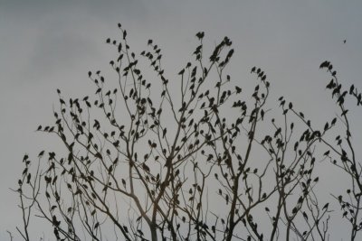 Tree Full Of Red-winged Blackbirds