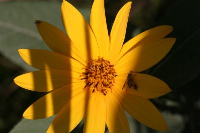 Sawtooth Sunflower