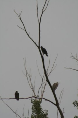 Turkey Vultures And Great Blue Heron