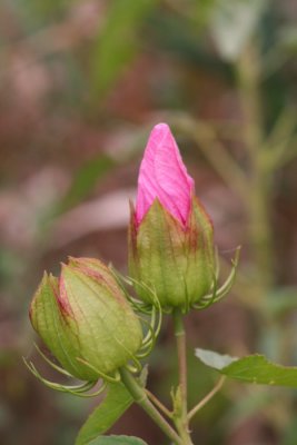Hibiscus Buds