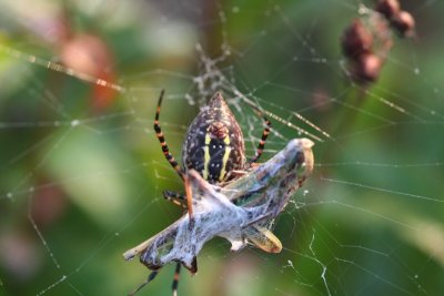 Banded Garden Spider