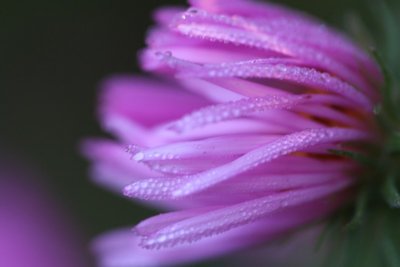 Dewy Aster