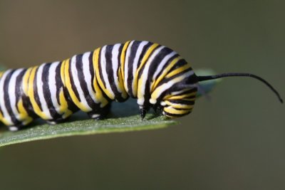 Monarch Caterpillar