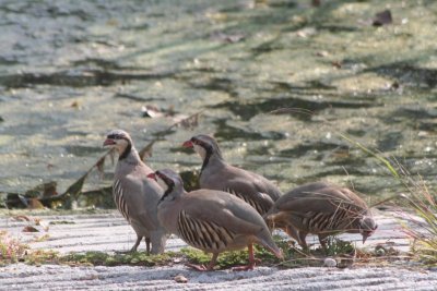 Chukars