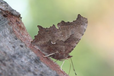 Eastern Comma