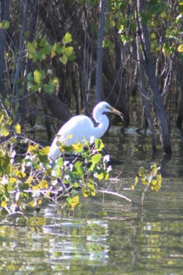 Great Egret With Brunch
