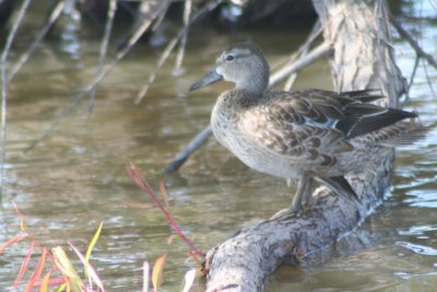 Blue-winged Teal (female)