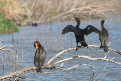 Double-crested Cormorants