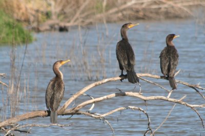 Double-crested Cormorants