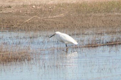 Snowy Egret