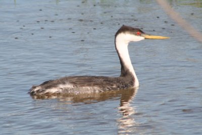 Western Grebe