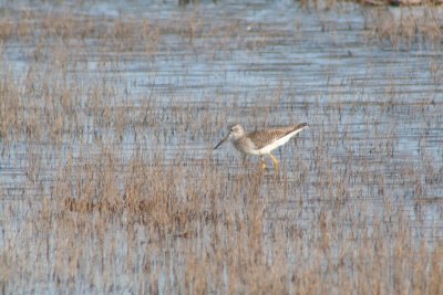 Lesser Yellowlegs