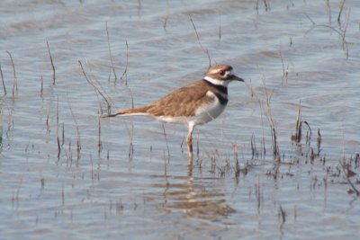 Killdeer