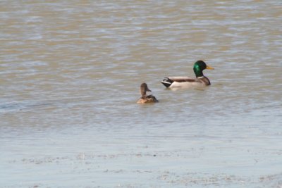 Mr. and Mrs. Mallard