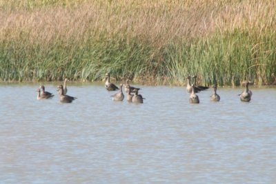 Greater white-fronted geese