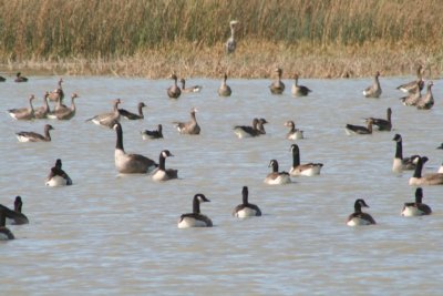 Canada and Greater white-fronted geese
