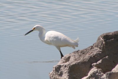 Snowy Egret With Lunch
