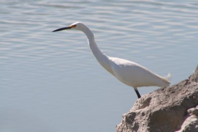 Snowy Egret