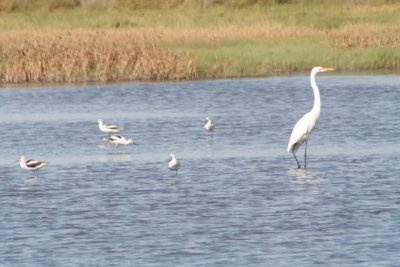 American Avocets and Great Egret