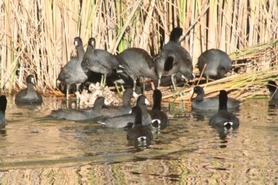 American Coots