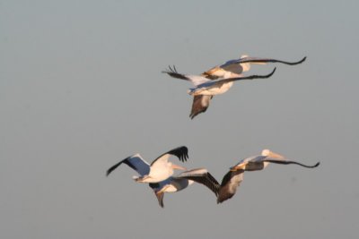 American white pelicans