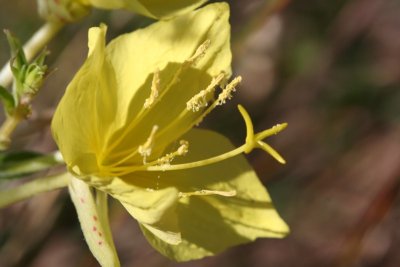 Common Evening Primrose