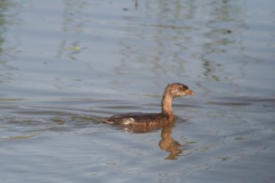 Pied-billed Grebe