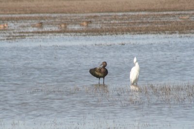 Ibis and Snowy Egret