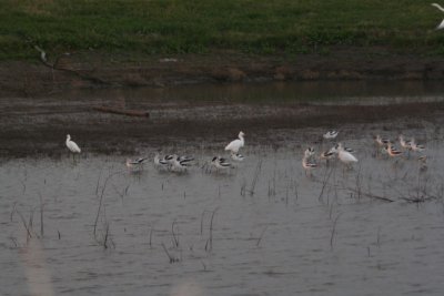 American Avocets and Snowy Egrets
