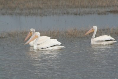 American White Pelicans