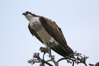 Osprey