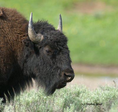 Bison