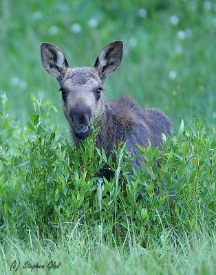 Moose - calf