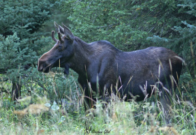 Bull Moose - spike