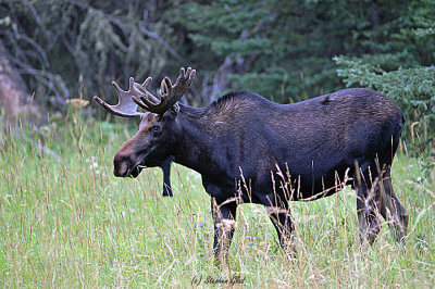 Bull Moose