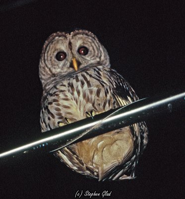 Barred Owl