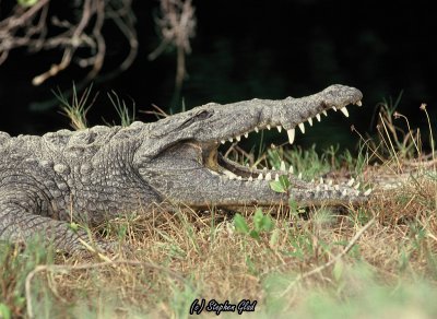 American Crocodile