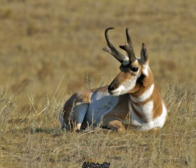 Pronghorn Antelope
