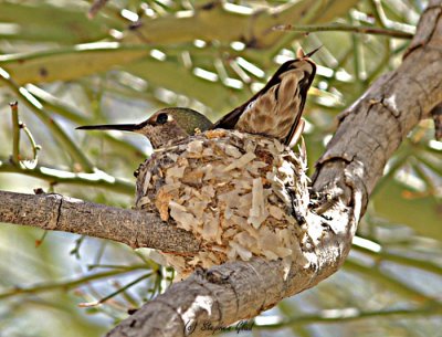 Anna's Hummingbird on nest