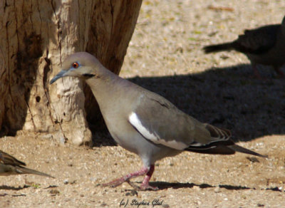 White-winged Dove