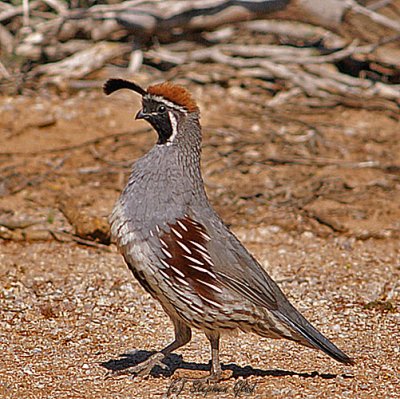 Gambel's Quail