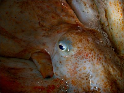 Denizen of the Deep