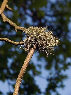 Like 'n air plant
