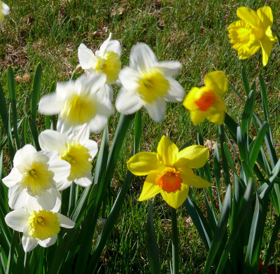 Daffodil dance: Winner