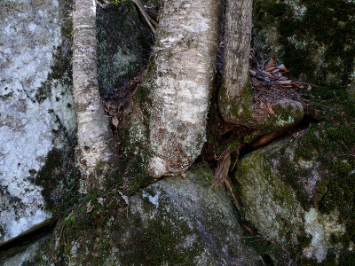 Stone at the Root