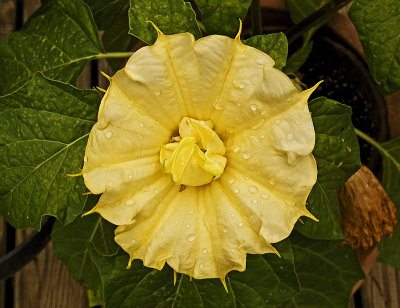 Datura