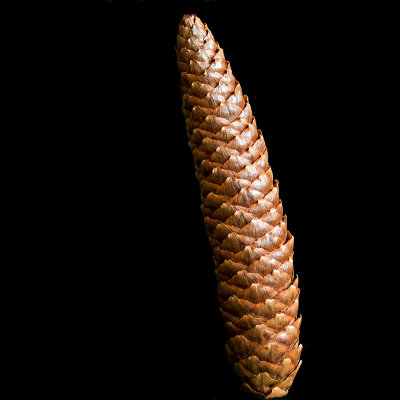 Fibonacci