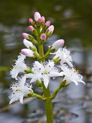 Bog Bean