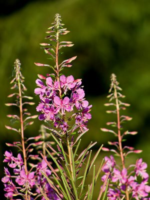 Fireweed at first light